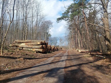 Czytelnik: szlak do plaży bez drzew