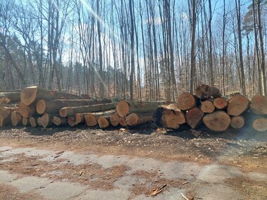 Czytelnik: szlak do plaży bez drzew