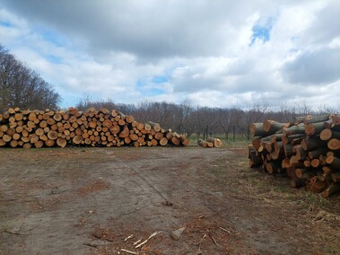 Czytelnik: szlak do plaży bez drzew