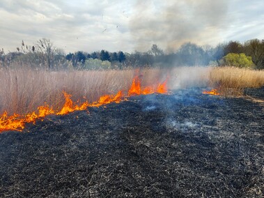 Kolejny pożar trzcinowiska