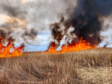 Kolejny pożar trzcinowiska