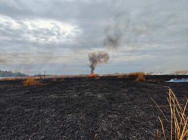 Kolejny pożar trzcinowiska
