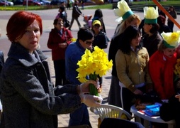 Żonkile opanowały Elbląg. Już siódmy raz