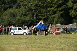 Piastowskie zawody w powożeniu