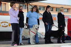 Najlepszy przyjaciel człowieka