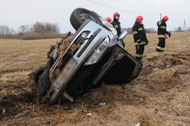 Laguną ścięła drzewo