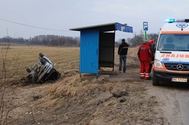 Laguną ścięła drzewo