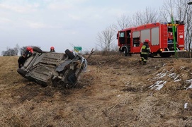 Laguną ścięła drzewo