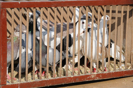 Impreza na targowisku Impreza na targowisku