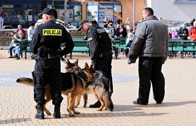 Nasi czworonożni przyjaciele