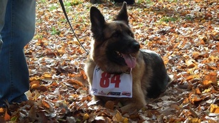 Odbył się Elbląski Półmaraton Bażant 2012