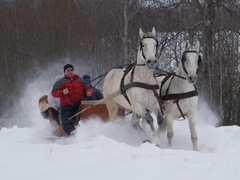 Z kopyta kulig rwie...
