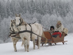 Z kopyta kulig rwie...