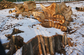 Wyciąć stare, posadzić nowe