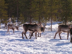 ZSIŚiU w krainie reniferów