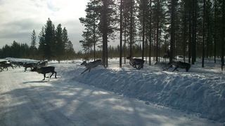 ZSIŚiU w krainie reniferów
