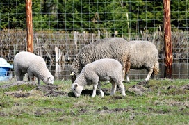 Lew Gigant i inne atrakcje