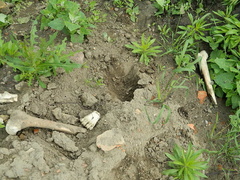 Hałdy piachu, śmieci i ludzkich szczątków przy ul. Radomskiej