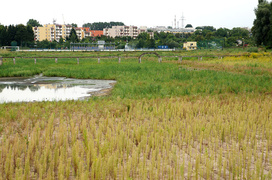 Kiedyś Mała Krynica Morska, a dziś...