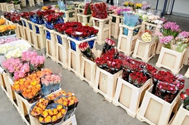 Piękno pachnące kwiatami