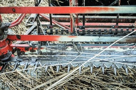 Jest już zimno? Zatem czas kosić trzcinę