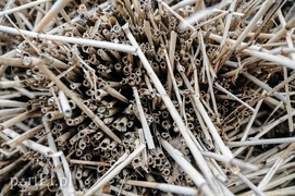 Jest już zimno? Zatem czas kosić trzcinę