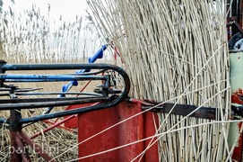 Jest już zimno? Zatem czas kosić trzcinę