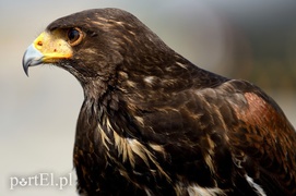 Skrzydlaci ochroniarze