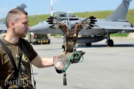 Skrzydlaci ochroniarze