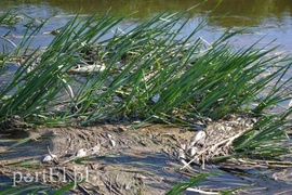 Ekologiczna katastrofa w rzece Wąskiej (czytelnicy piszą)