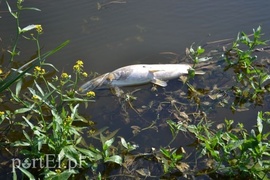Ekologiczna katastrofa w rzece Wąskiej (czytelnicy piszą)