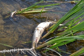 Ekologiczna katastrofa w rzece Wąskiej (czytelnicy piszą)