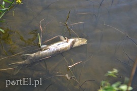 Ekologiczna katastrofa w rzece Wąskiej (czytelnicy piszą)