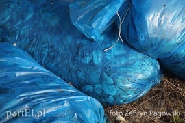 Katastrofa ekologiczna na jeziorze Druzno zdjęcie nr 88351
