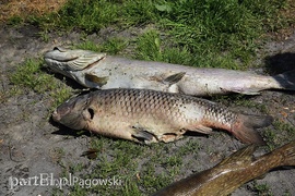 Katastrofa ekologiczna na jeziorze Druzno zdjęcie nr 88355