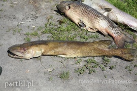 Katastrofa ekologiczna na jeziorze Druzno zdjęcie nr 88356