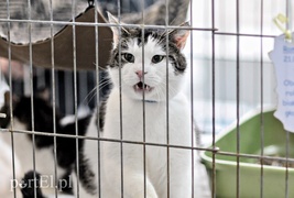 One też chcą mieć własny dom One też chcą mieć własny dom