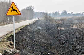 Groźny pożar traw