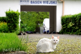 Wycinka na byłym kąpielisku. Reaktywacja?