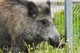 Dzik grasował na parkingu