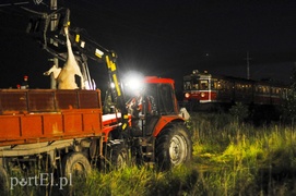  Pociąg uderzył w stado krów zdjęcie nr 108102