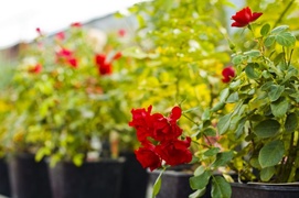 Dbajmy o nie przez cały rok