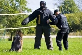Funkcjonariusze na czterech łapach pokazali, co potrafią