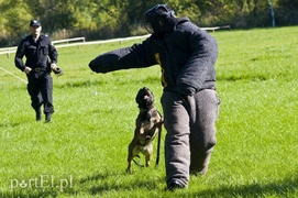 Funkcjonariusze na czterech łapach pokazali, co potrafią