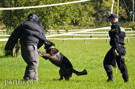 Funkcjonariusze na czterech łapach pokazali, co potrafią