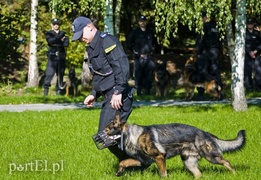 Funkcjonariusze na czterech łapach pokazali, co potrafią