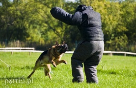 Funkcjonariusze na czterech łapach pokazali, co potrafią