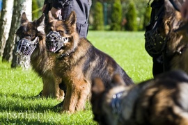 Funkcjonariusze na czterech łapach pokazali, co potrafią