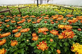 Postaw na piękno i dobrą jakość