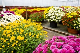 Postaw na piękno i dobrą jakość